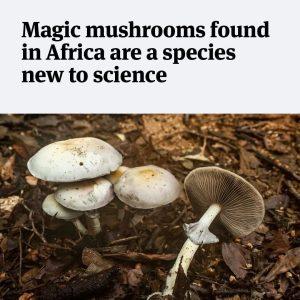 magic mushrooms